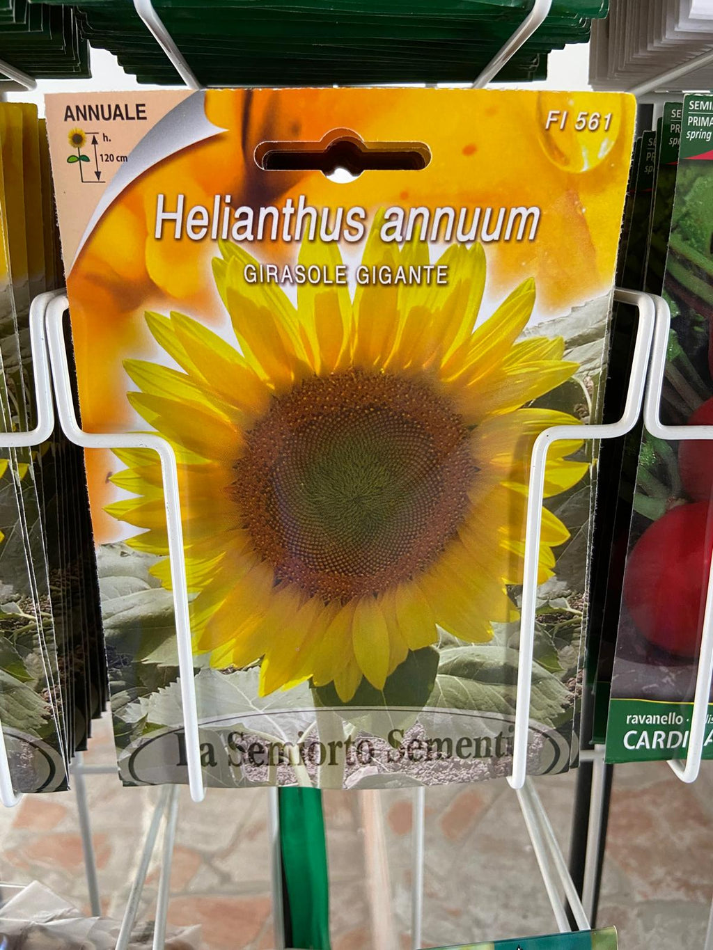 🌻 Semi di Girasole Gigante (Helianthus annuum) - La Semiorto Sementi